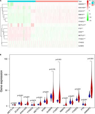 m6A RNA Methylation Regulators Participate in the Malignant Progression and Have Clinical Prognostic Value in Lung Adenocarcinoma